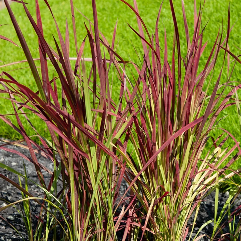 Japanisches Blutgras 'Red Baron'