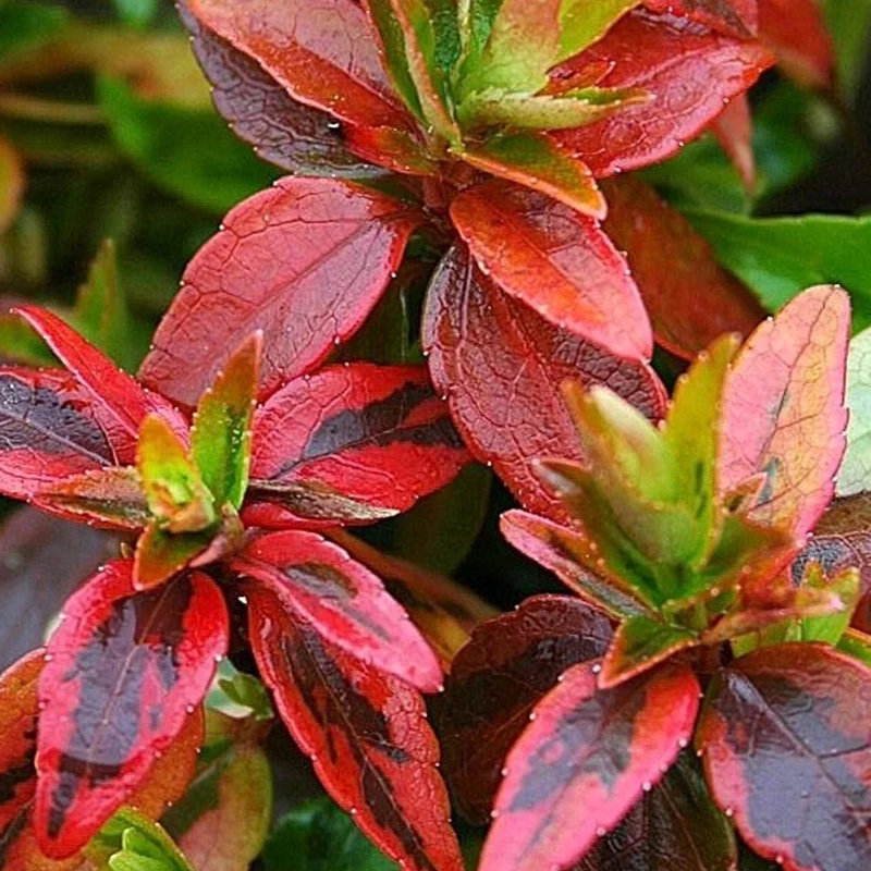 Abelie ‘Kaleidoscope’®