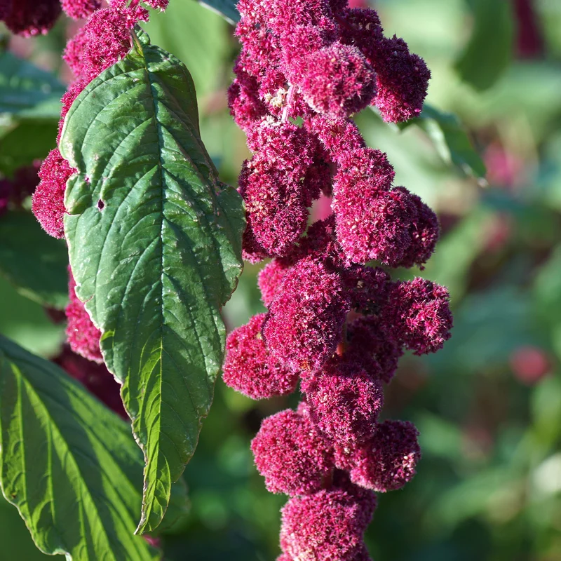 Amaranthus gibbeus - Fuchsschwanz Dreadlocks