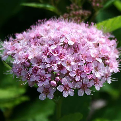 Spirea Pink Sparkler®