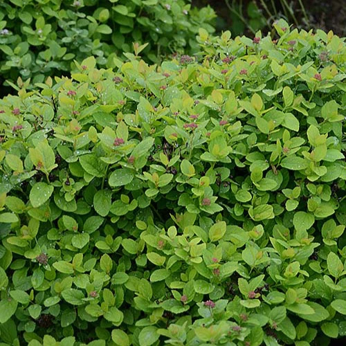 Spirea Pink Sparkler®