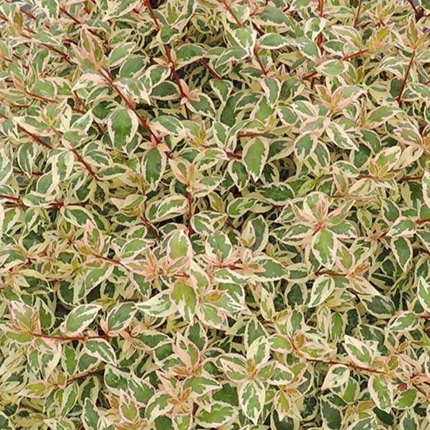 Abelie ‘Pink Lady’