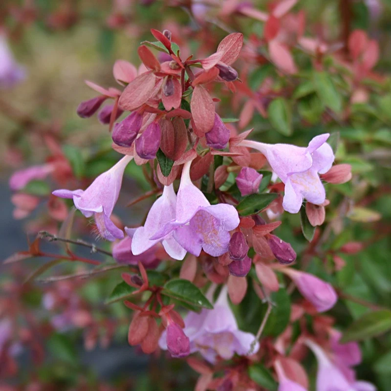 Abelia Pink Pong