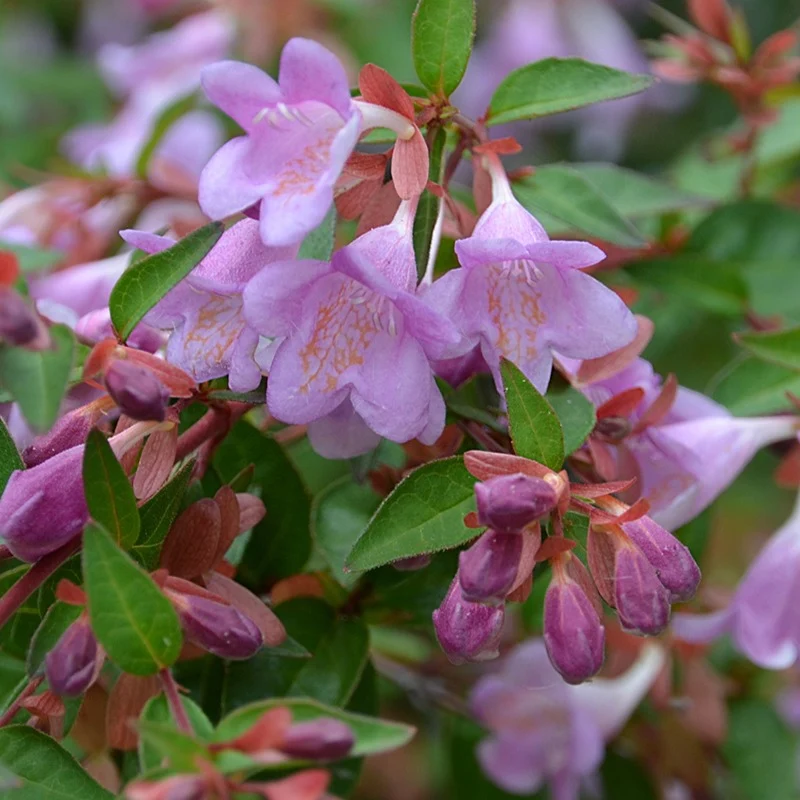 Abelia Pink Pong