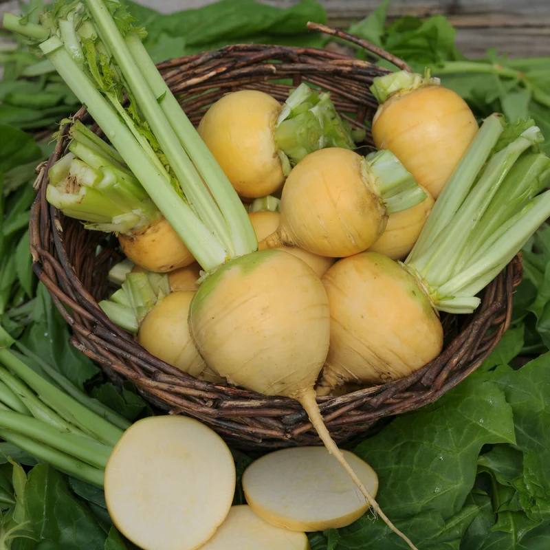 Herbstrübe ‘Goldana’ Bio