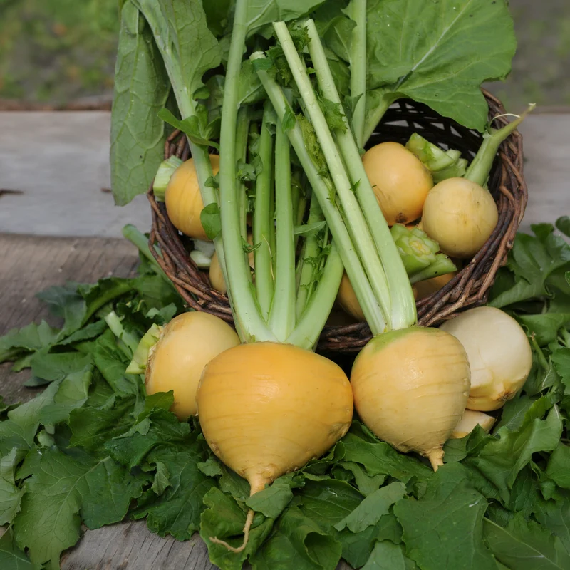 Herbstrübe ‘Goldana’ Bio