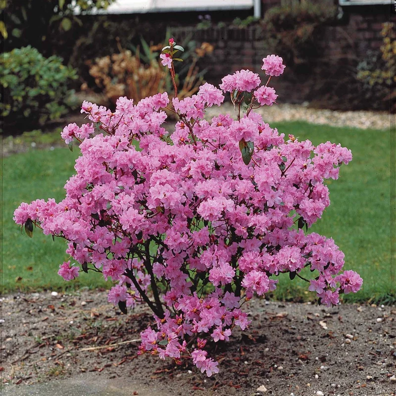 Früh-Rhododendron