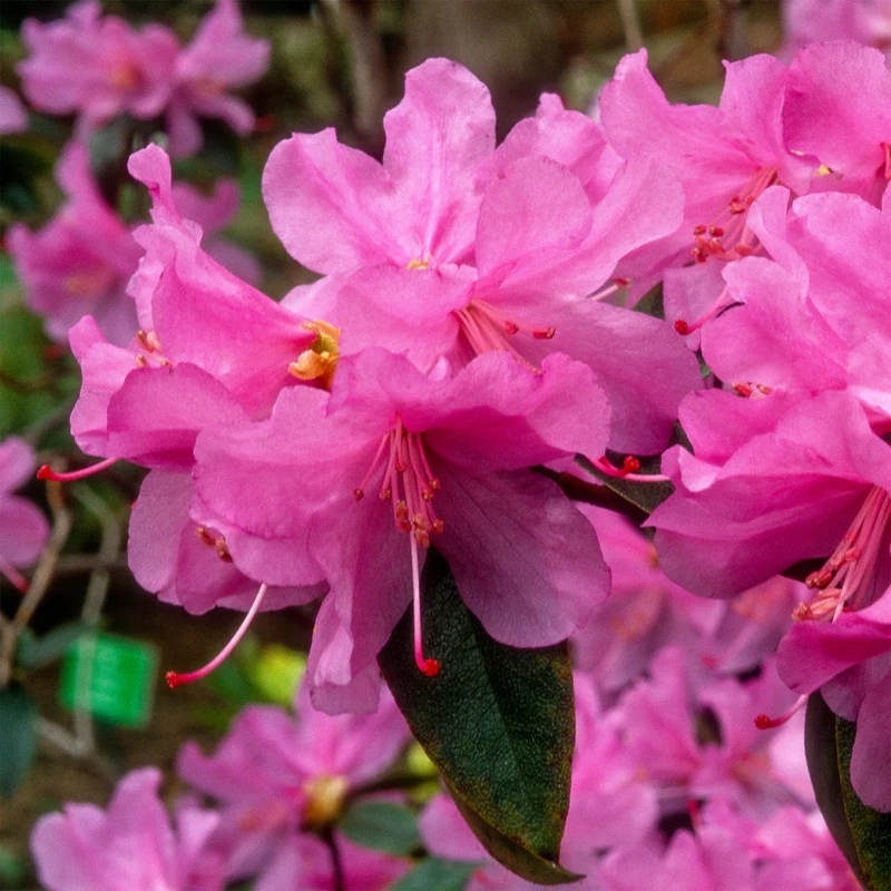 Früh-Rhododendron
