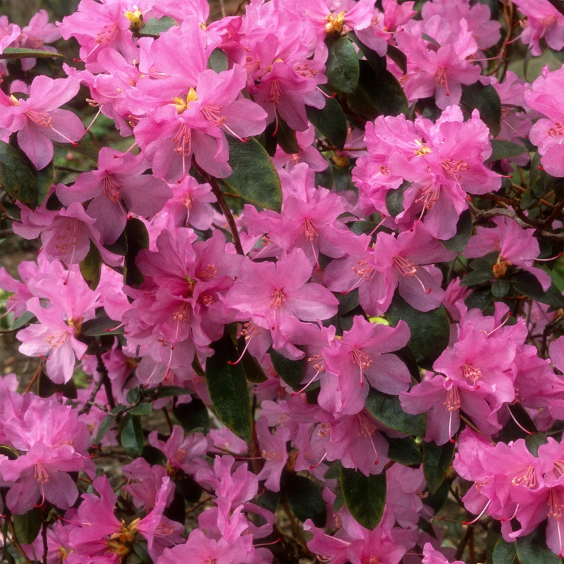 Früh-Rhododendron