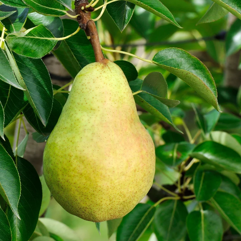Birnenbaum 'Williams'
