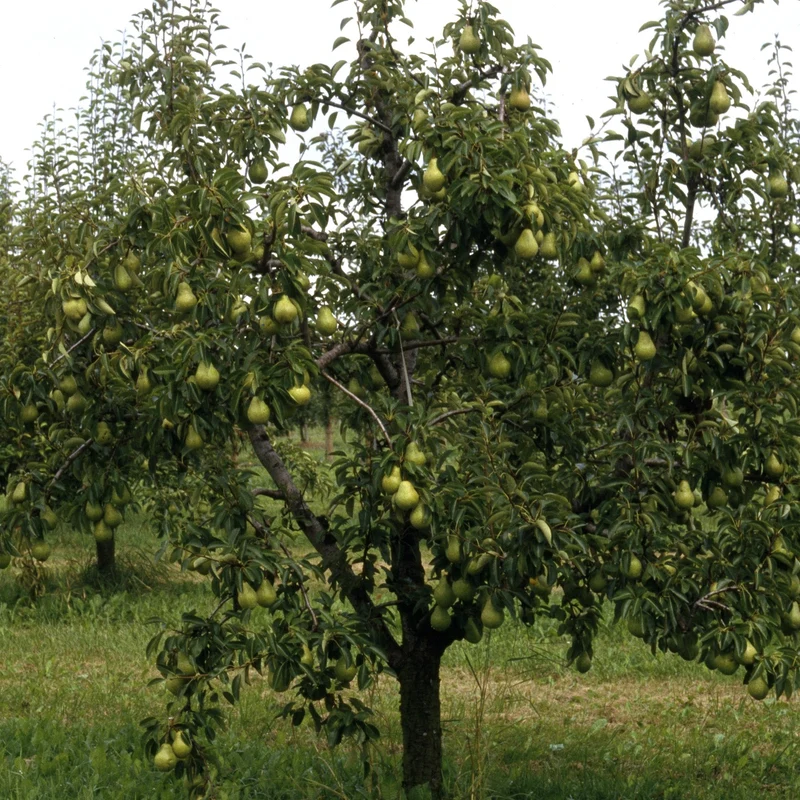 Birnenbaum 'Williams'