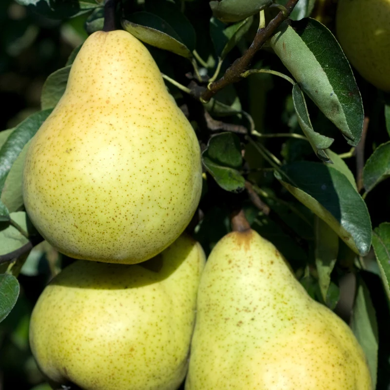 Birnenbaum 'Williams'