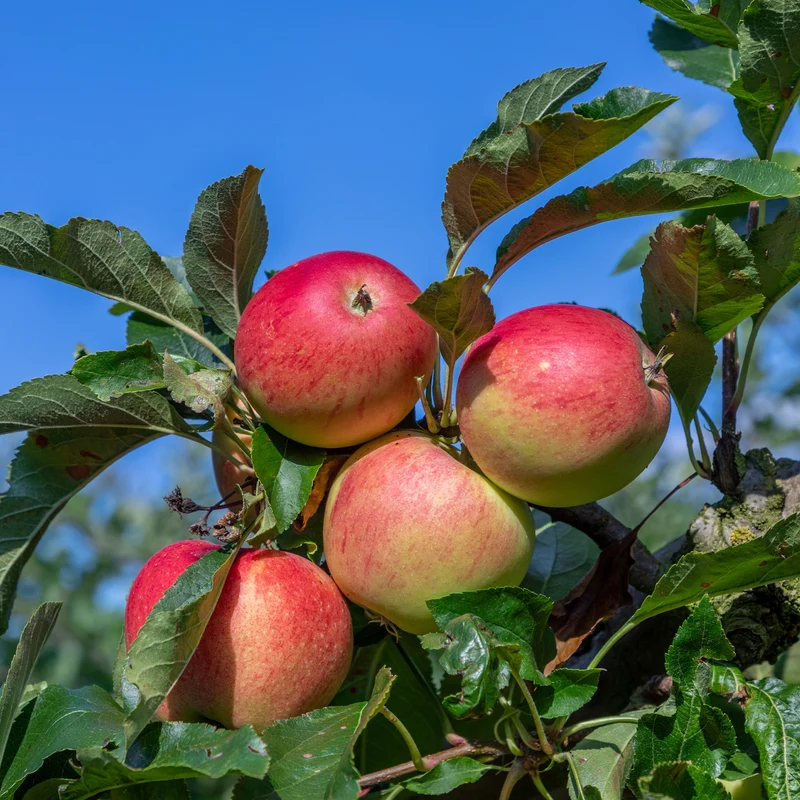 Apfelbaum 'Gala'