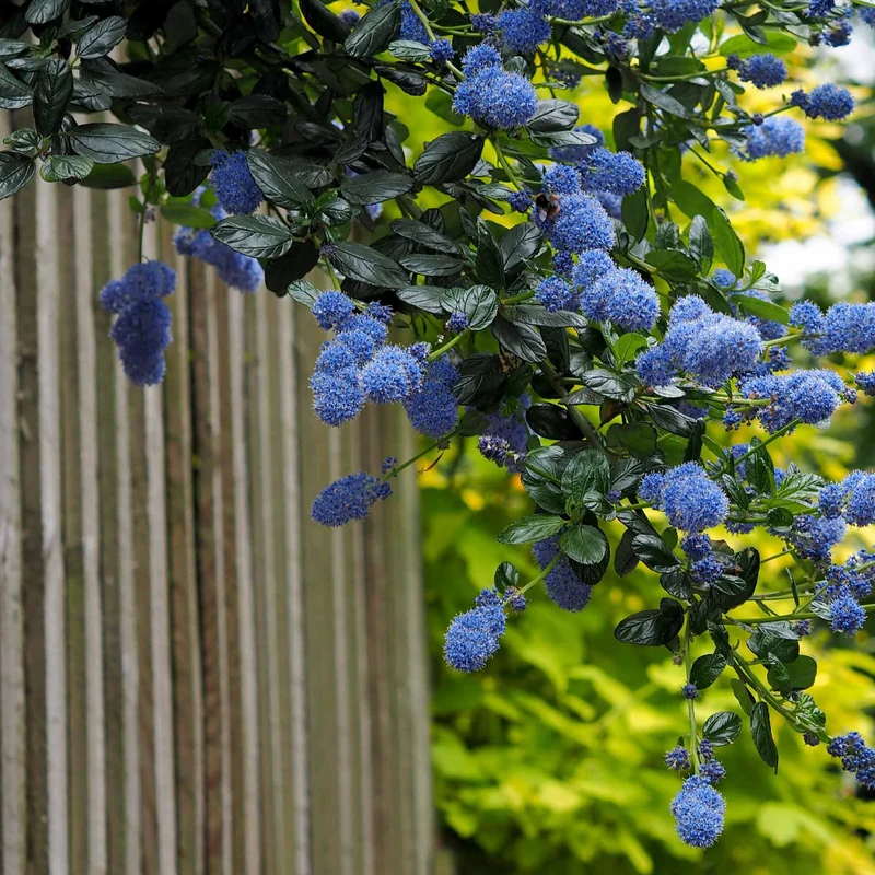 Säckelblume Victoria