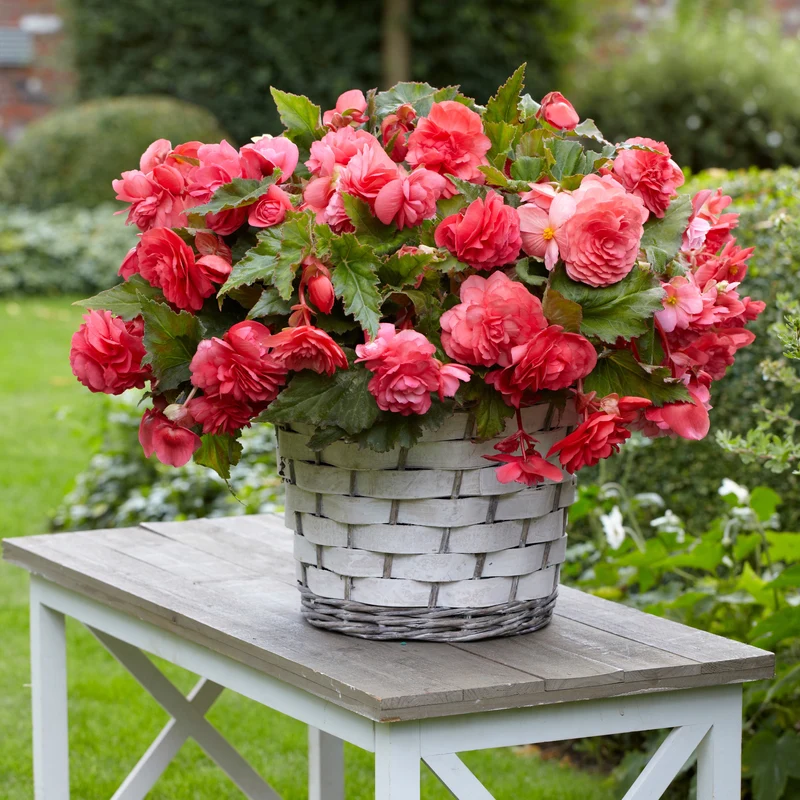 Hänge-Begonie duftend ‘Pink Delight’ (x5)