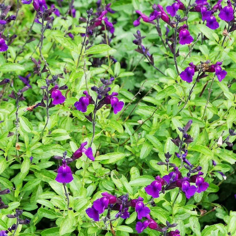 Strauchsalbei ‘Violette de Loire®’