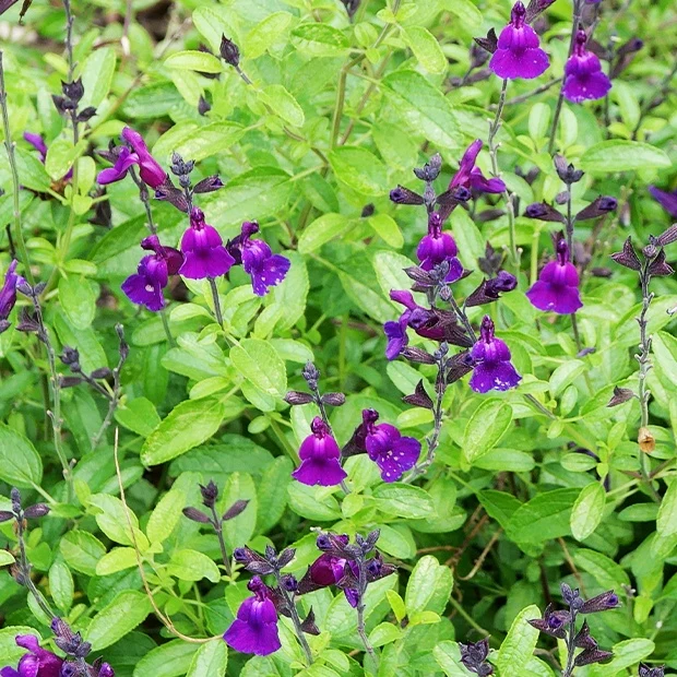 Strauchsalbei ‘Violette de Loire®’