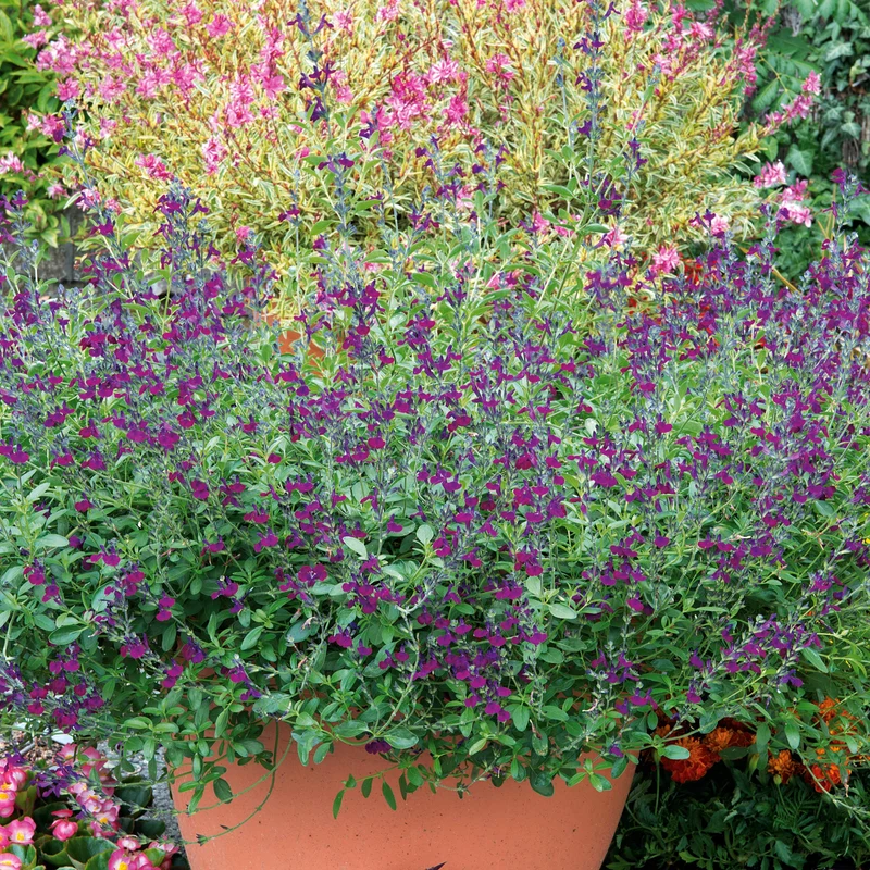 Strauchsalbei ‘Violette de Loire®’
