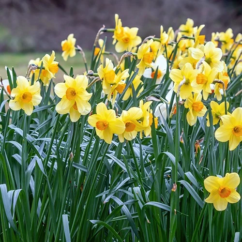 Narzissen-Kollektion 'Fortune' & 'Rijnveld Early Sensation' (x30)
