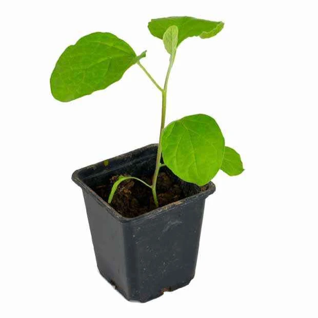 Auberginenpflanzen ‘Baluroi’ F1 (x3)
