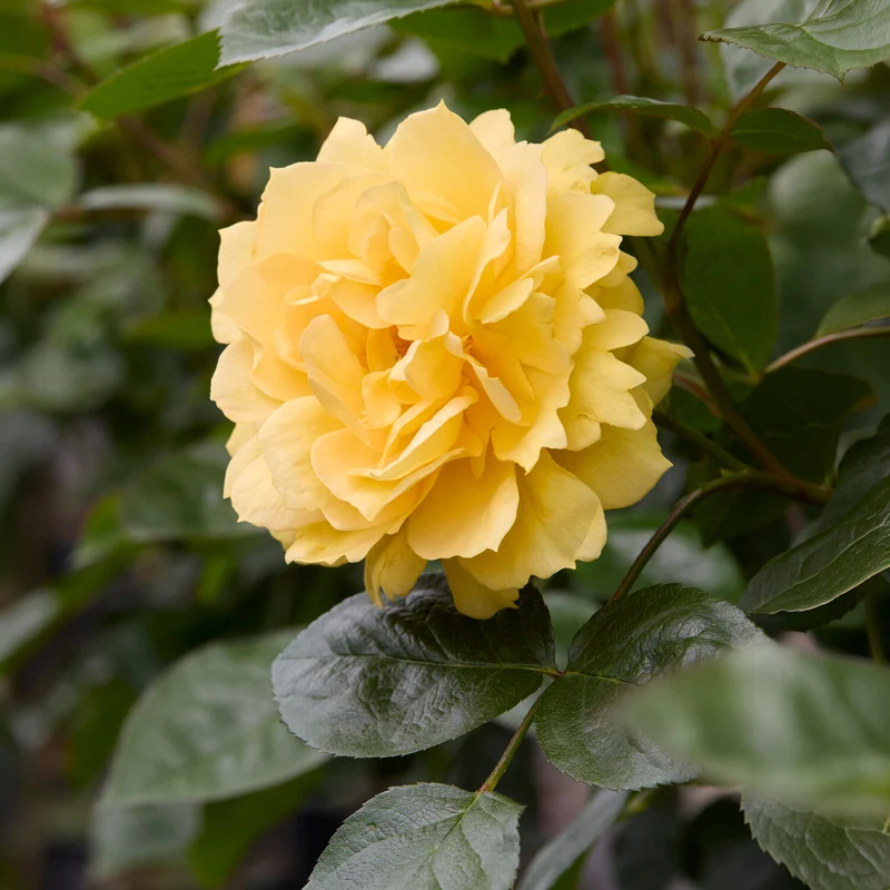 Inselrose Bahama ® Intercomham