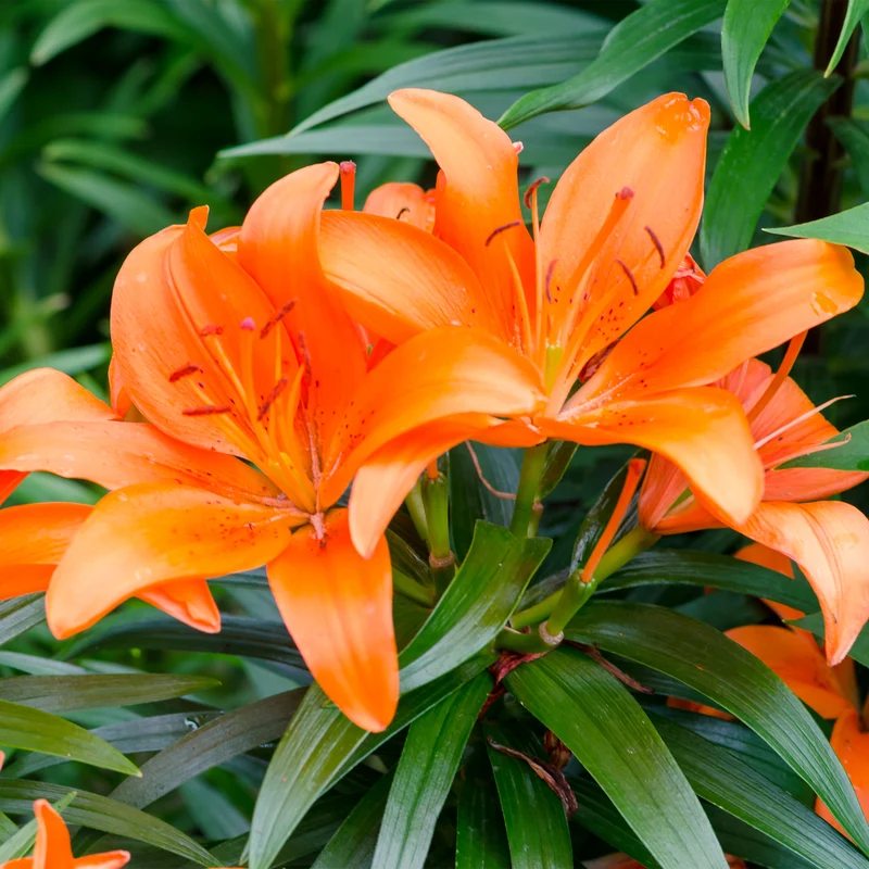 Lilien Orange (x3)