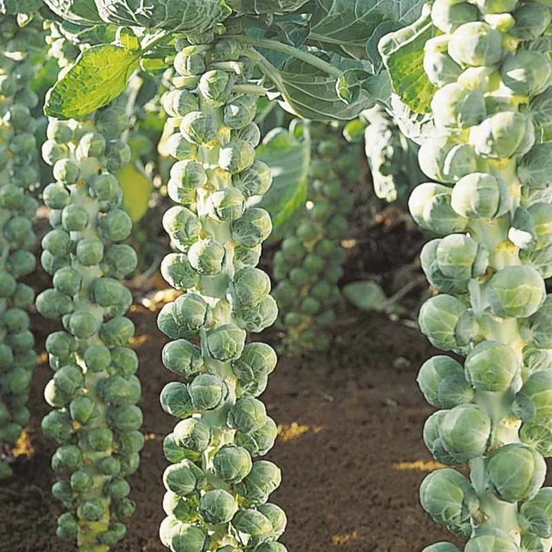 Rosenkohl Igor F1 Bio