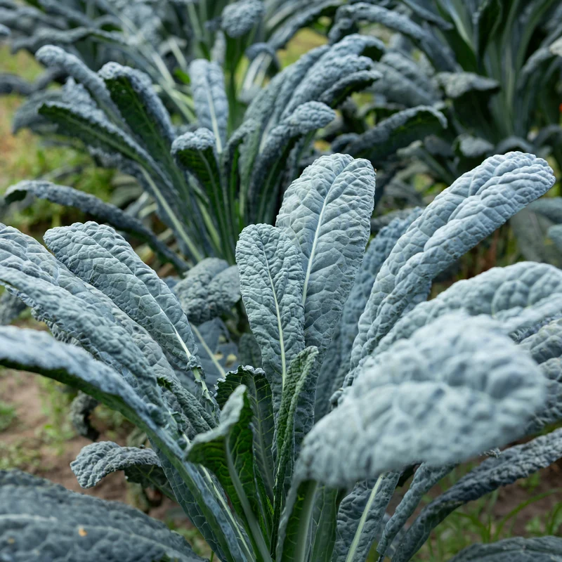 Palmkohl ‘Nero di Toscana’ Bio