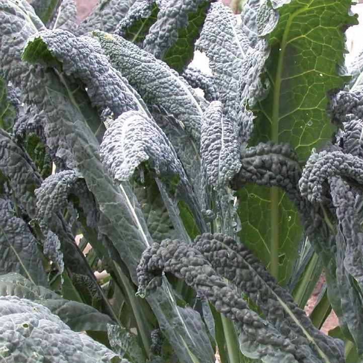 Palmkohl ‘Nero di Toscana’ Bio