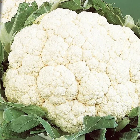 Blumenkohl ‘Alpha 6 Fortados’