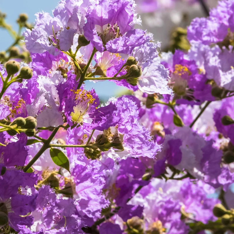 Lagerströmie ‘Lafayette’