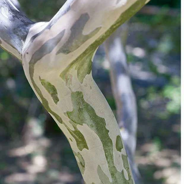 Lagerströmie ‘Lafayette’