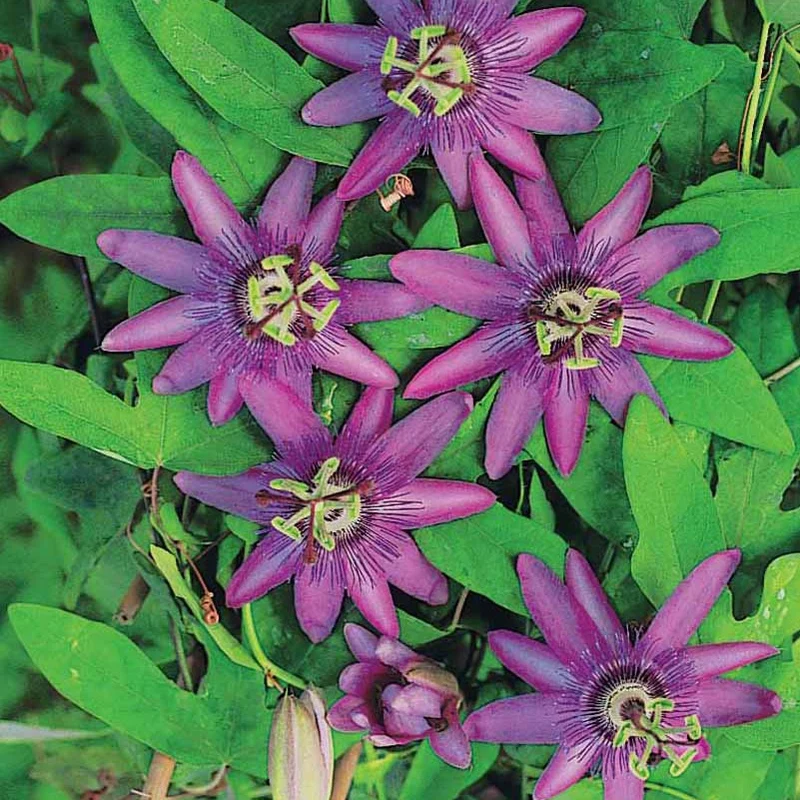 Passionsblume Lavender Lady
