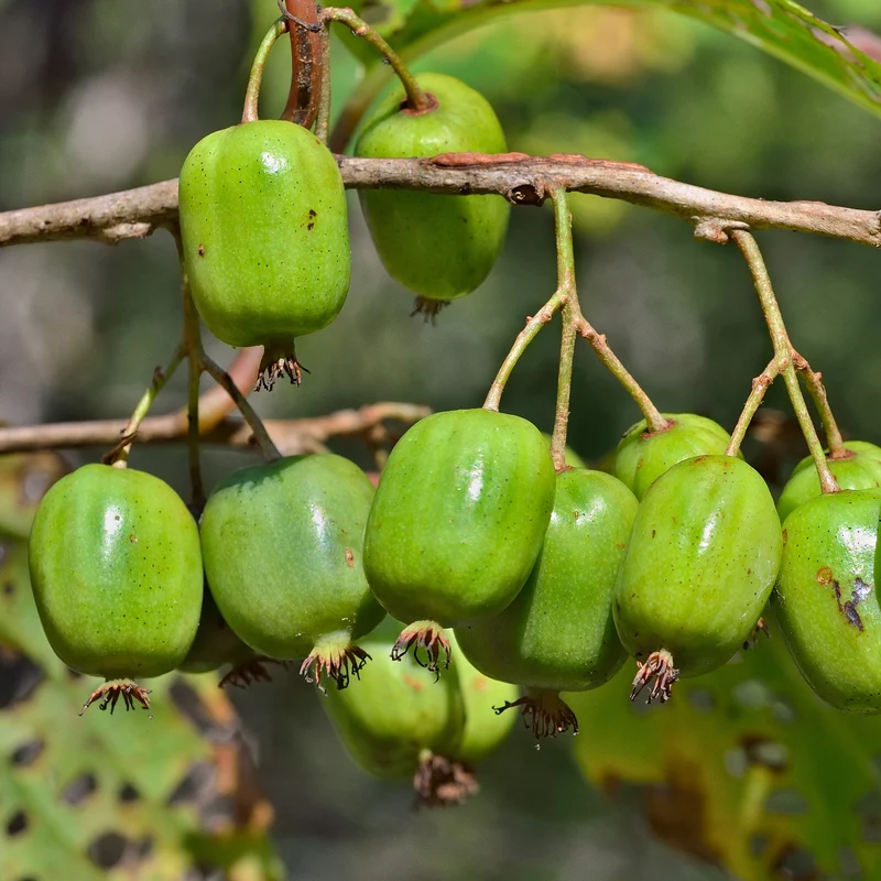 Mini-Kiwi 'Issai'