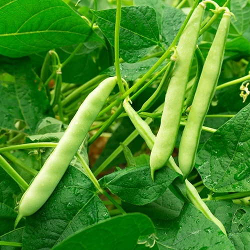 Buschbohne Speedy Bio