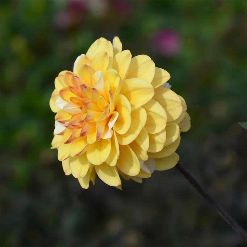 Pompon-Dahlie Double Jill