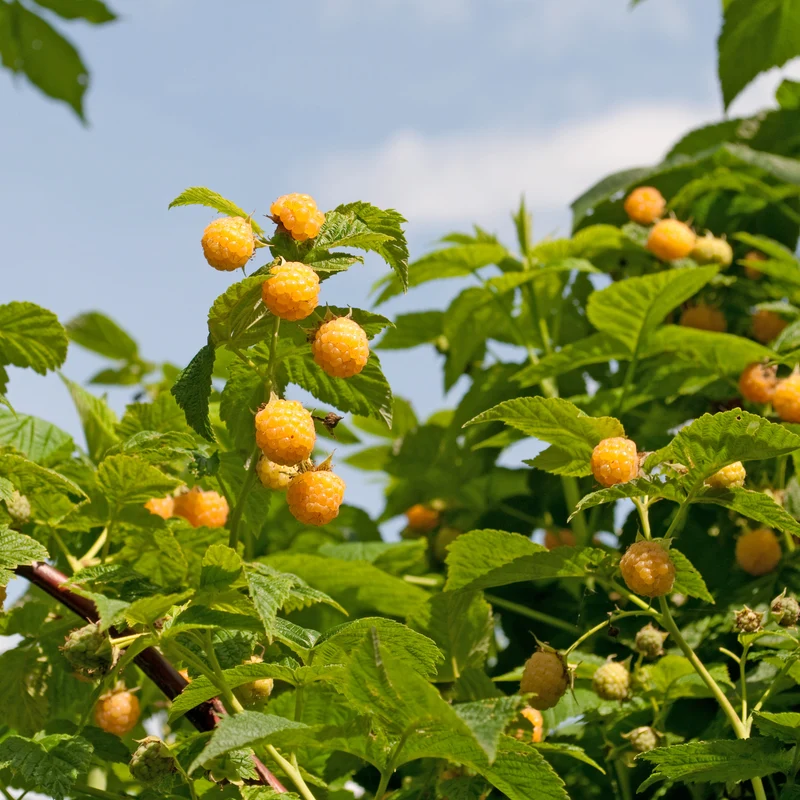 Himbeeren Fallgold