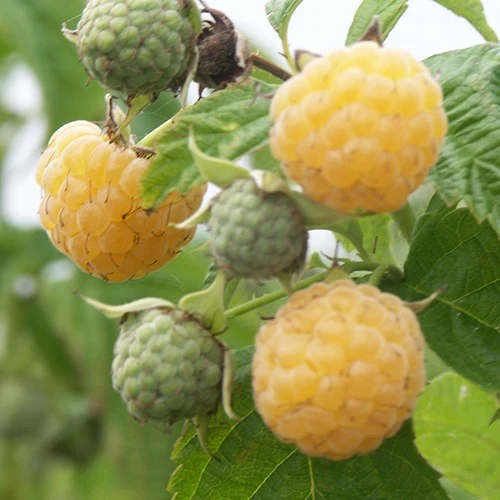 Himbeeren Fallgold