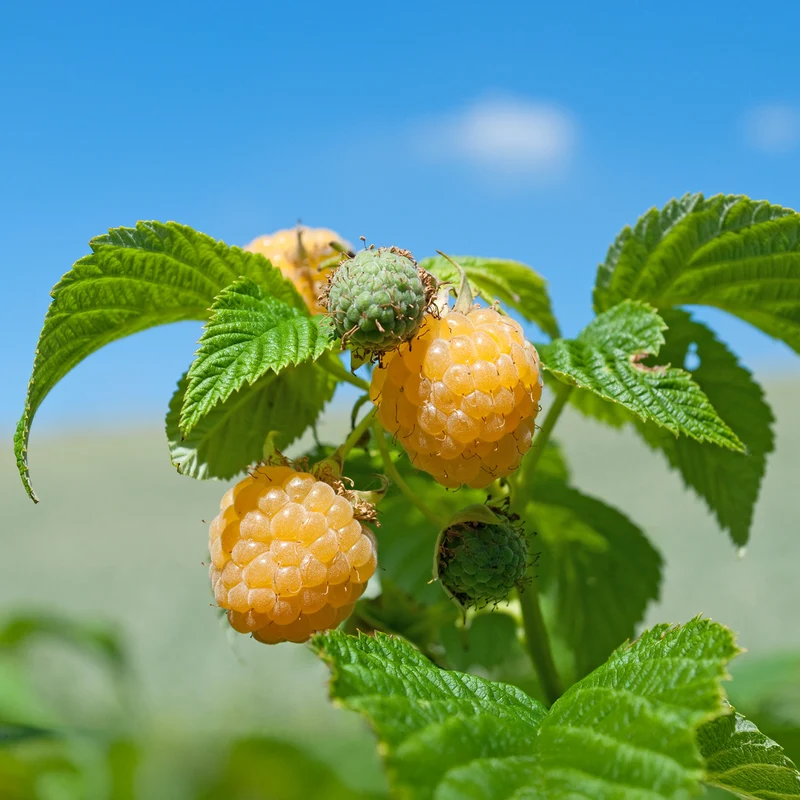 Himbeeren Fallgold