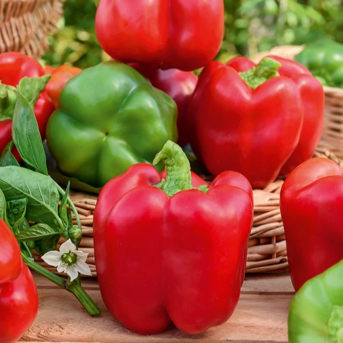 Paprika Capsicum 'California Wonder'