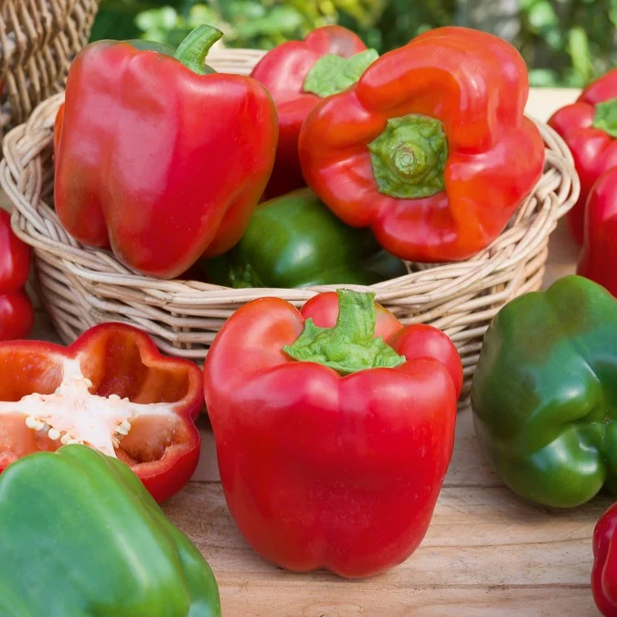 Paprika Capsicum 'California Wonder'