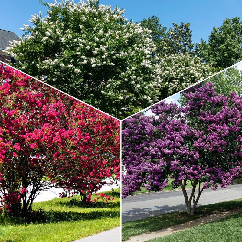 Kreppmyrten Kollektion Rot/Violett/Weiß (x3)