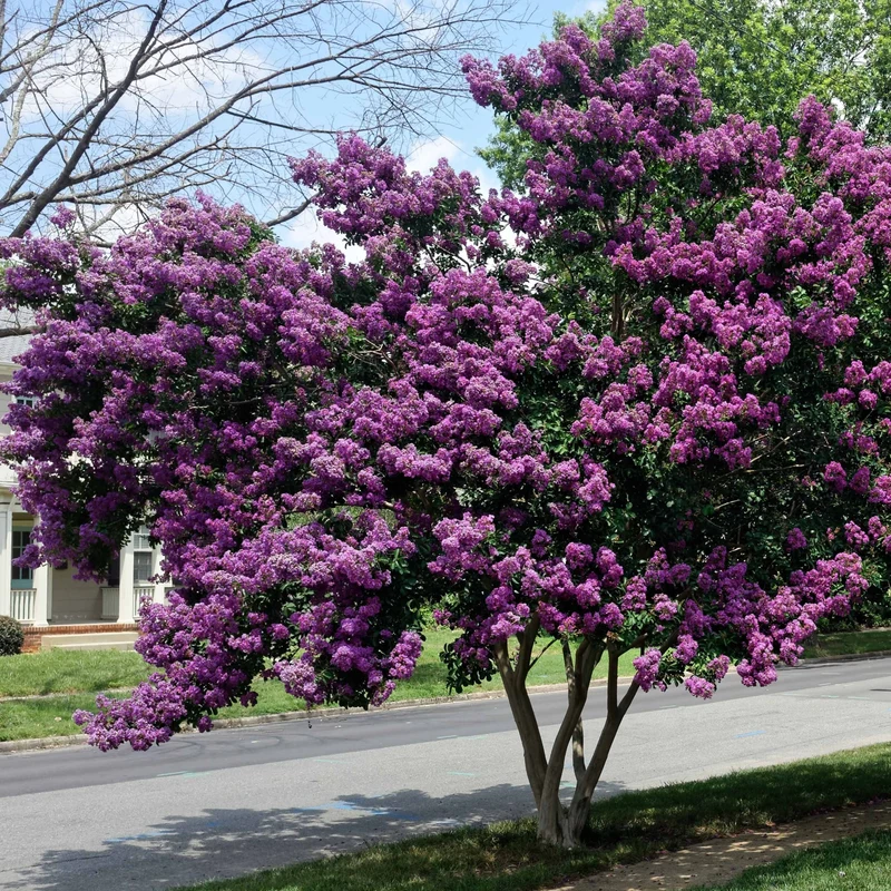 Kreppmyrten Kollektion Rot/Violett/Weiß (x3)