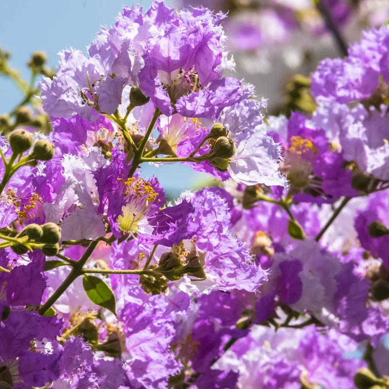 Kreppmyrten Kollektion Rot/Violett/Weiß (x3)