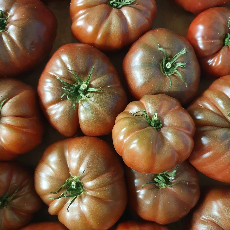 Tomatenpflanzen ‘Schwarze Krim’ (x3)