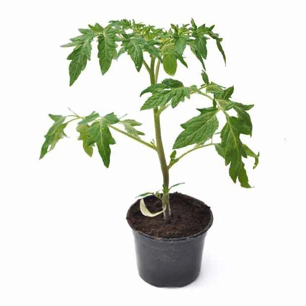 Tomatenpflanzen ‘Schwarze Krim’ (x3)