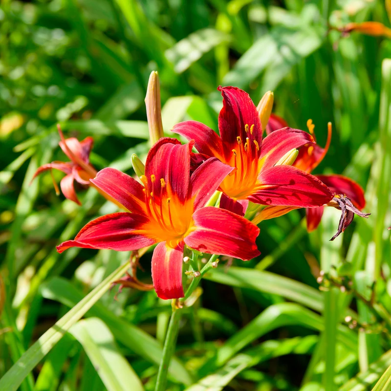 Taglilien ‘Crimson Pirate’ (x3)