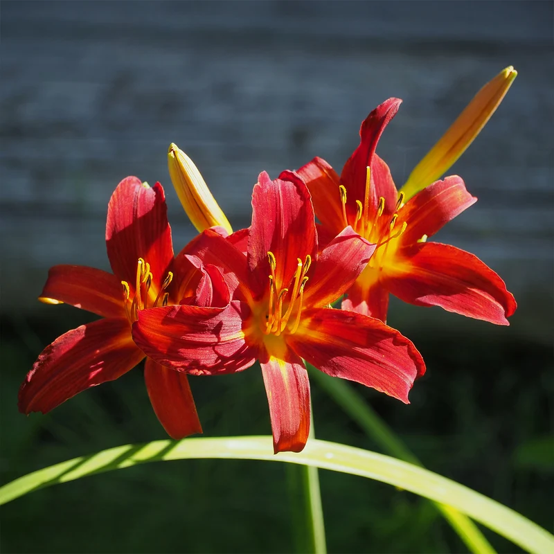 Taglilien ‘Crimson Pirate’ (x3)
