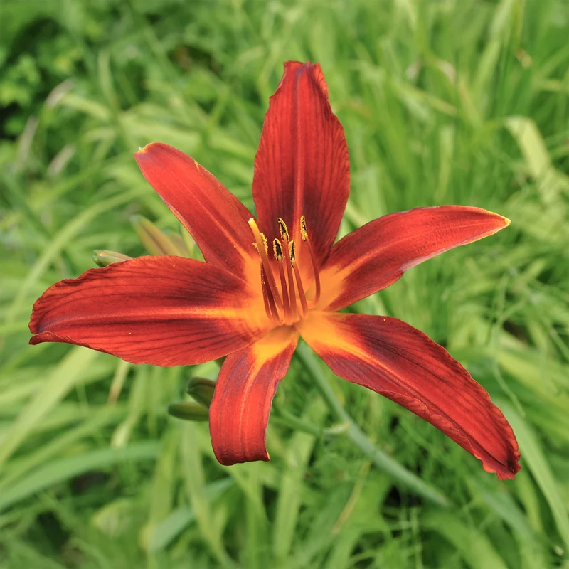 Taglilien ‘Crimson Pirate’ (x3)