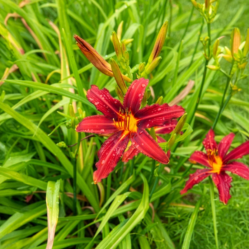 Taglilien ‘Crimson Pirate’ (x3)